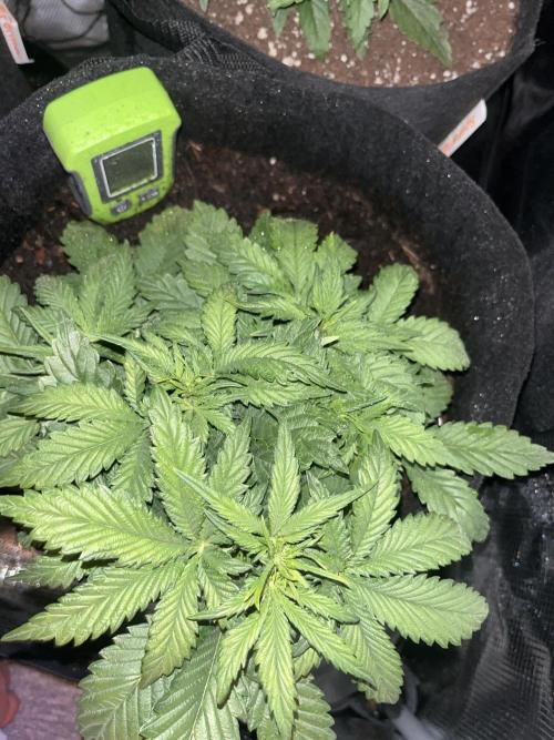 Super boof auto. Week 3 - Day 18