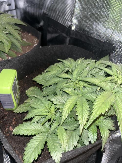 Super boof auto. Week 3