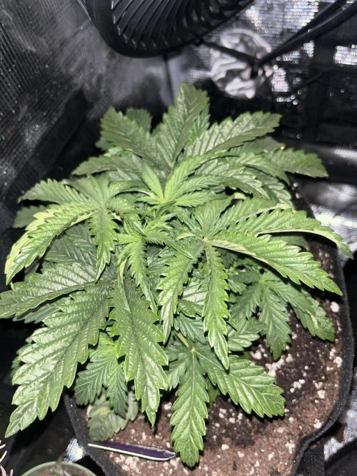 Orange sherbet auto. Week 3