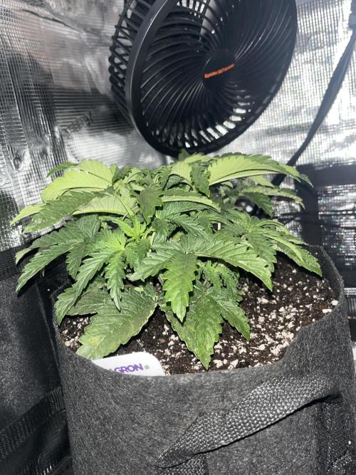Orange sherbet auto. Week 3