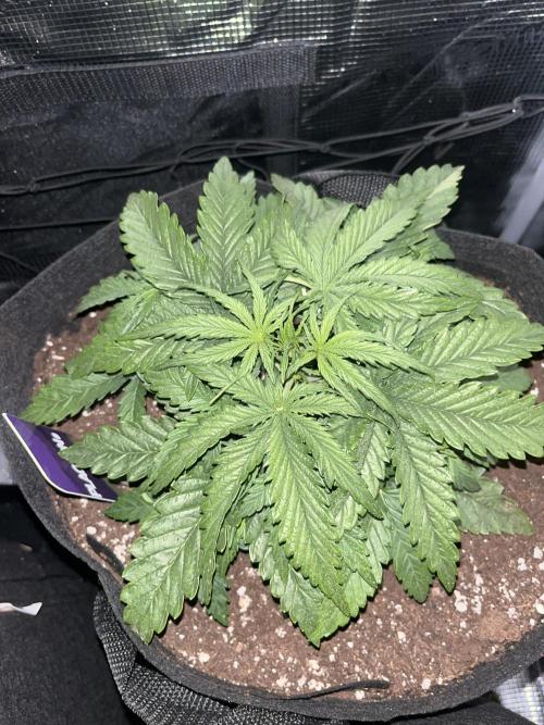Orange sherbet auto. Week 3
