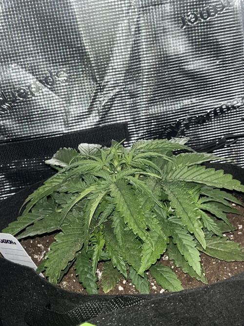 Orange sherbet auto. Week 3