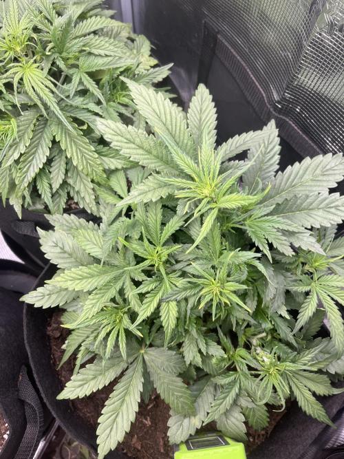 Super boof auto. Week 3