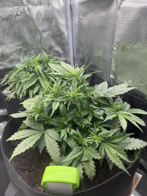 Super boof auto. Week 3