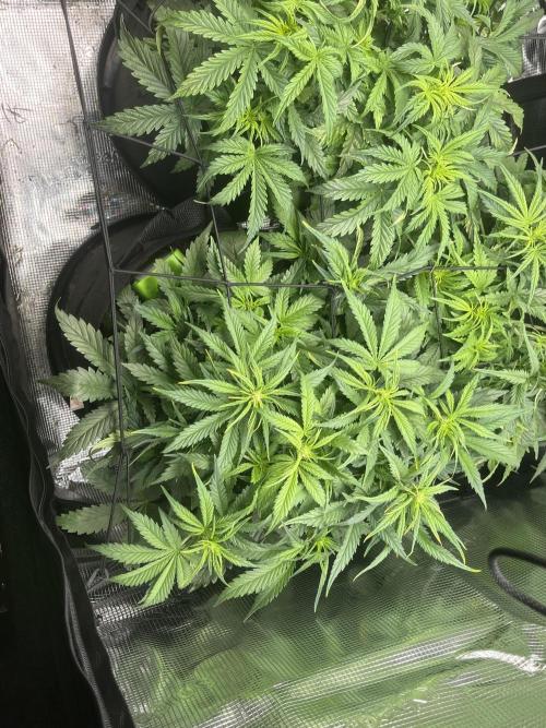 Super boof auto. Week 4