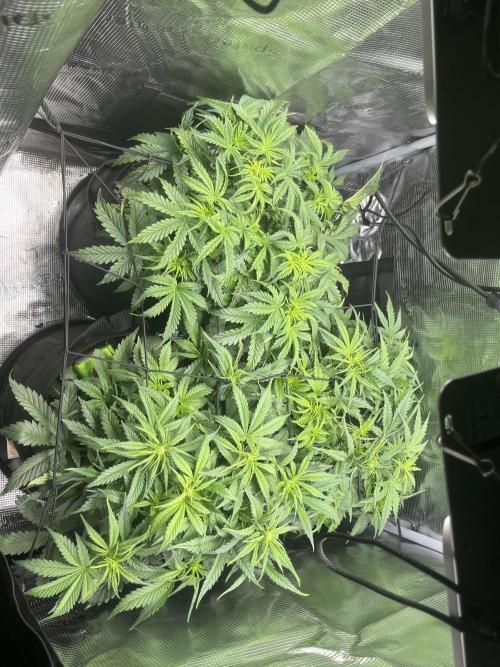 Orange sherbet auto. Week 4