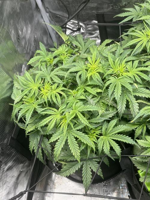 Orange sherbet auto. Week 4