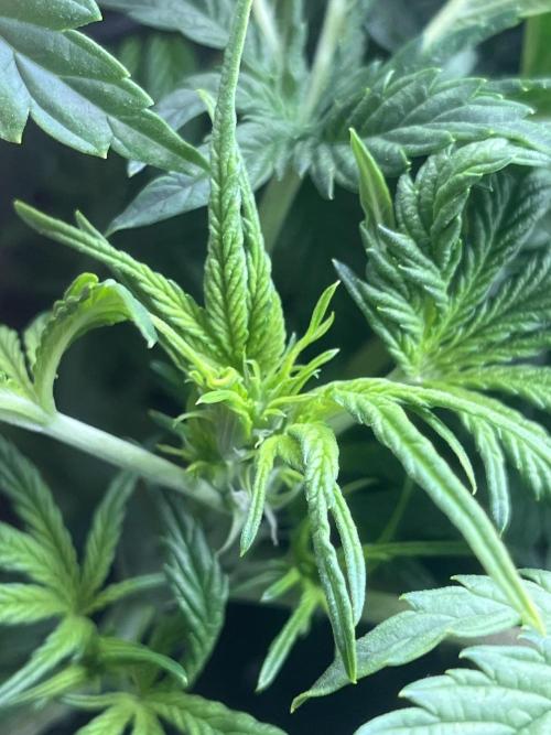 Orange sherbet auto. Week 4