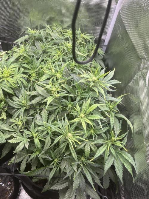 Super boof auto. Week 4