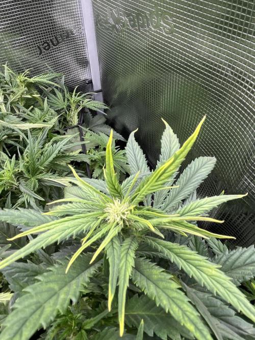 Super boof auto. Week 4