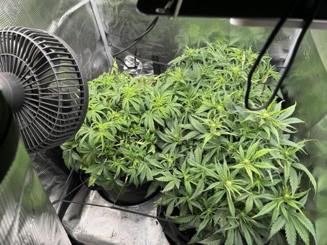 Orange sherbet auto. Week 4