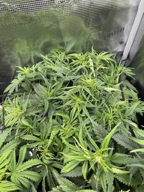 Orange sherbet auto. Week 4