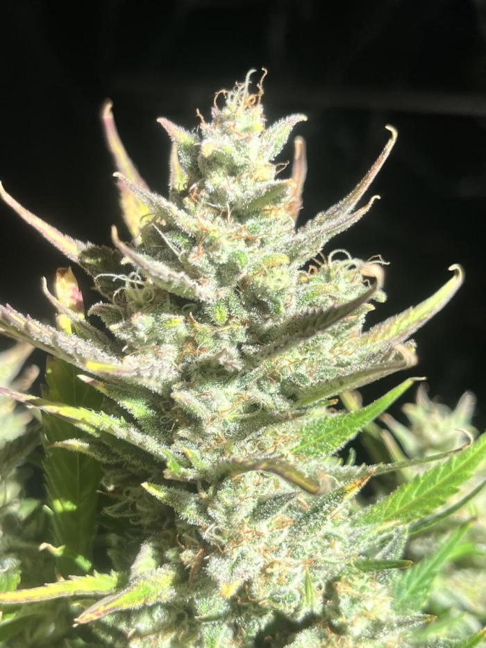 Super boof auto. Week 9