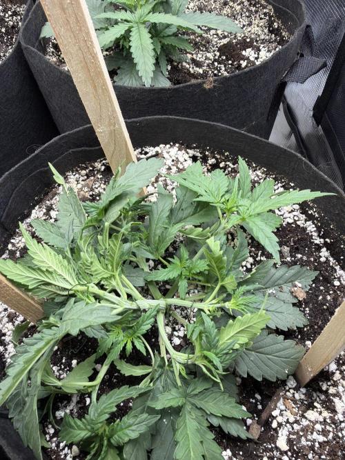 Banana cream cake XL. Week 3 - day 17 from hatching