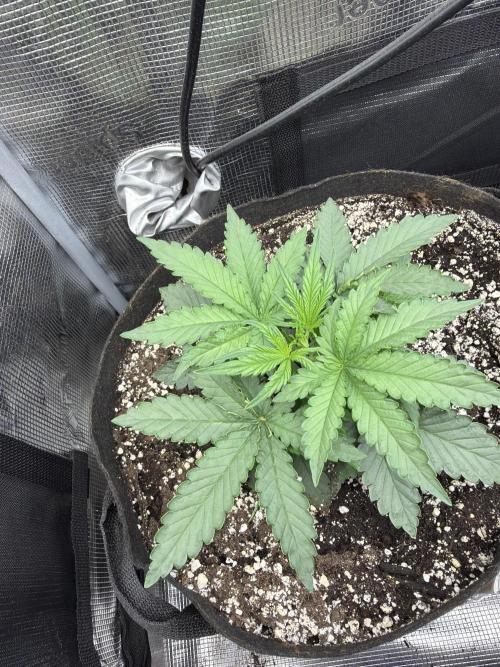 Banana cream cake XL. Week 3 - day 17 from hatching