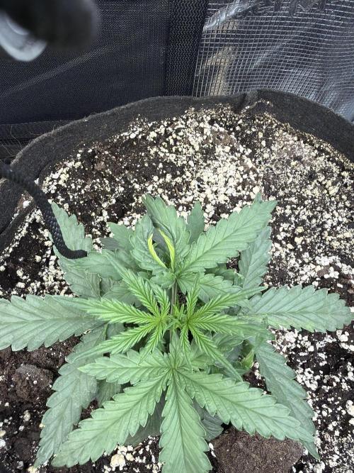 Banana Cream Cake XL Auto. Week 3