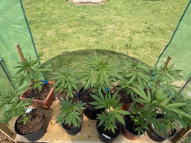 Sweet seeds F1. Week 3
