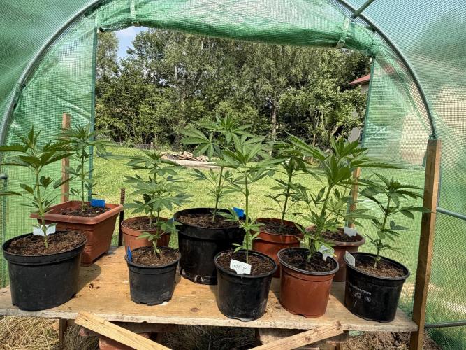 Sweet seeds F1. Week 3