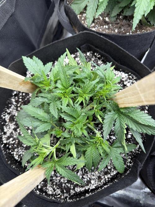 Banana cream cake XL. Week 3