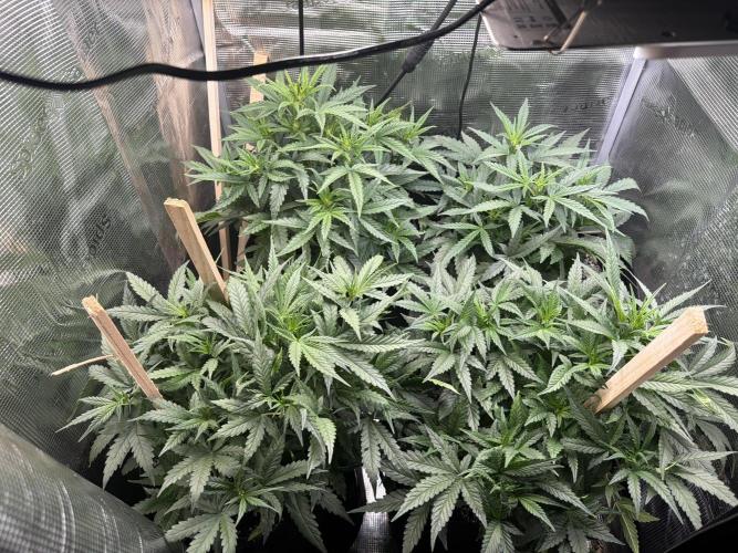 Banana Cream Cake XL Auto. Week 4