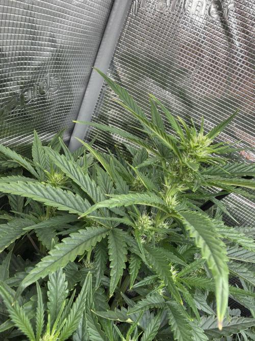 Banana Cream Cake XL Auto. Week 5