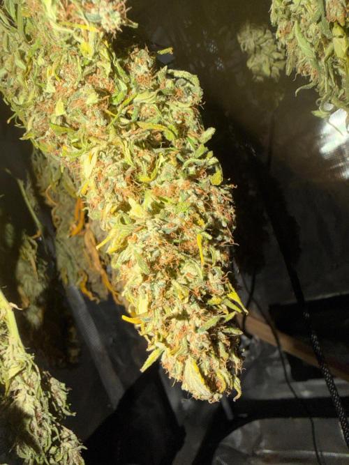 Banana cream cake XL. Week 6