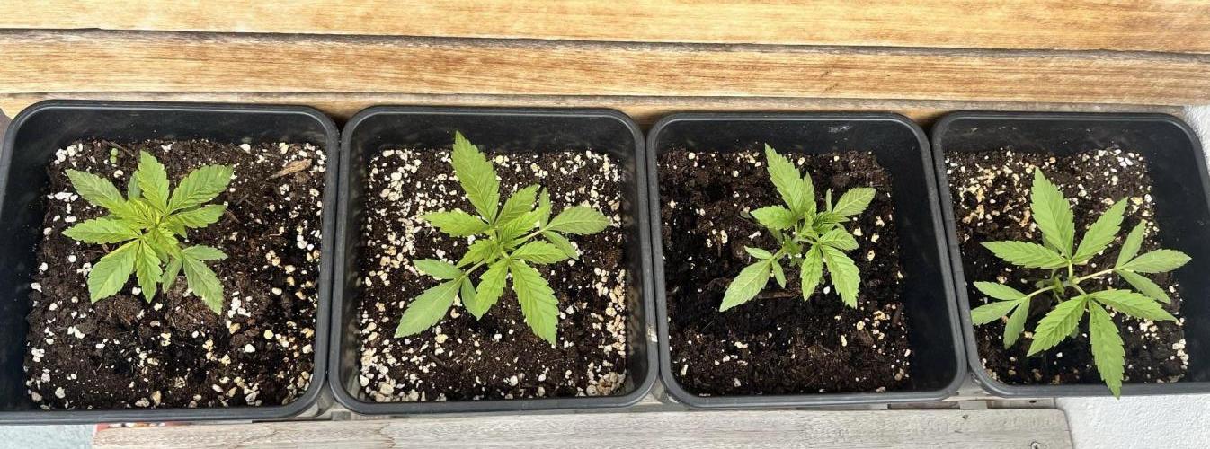 Red mandarine F1. Week 2