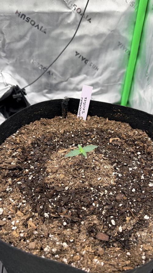 Fruit Salad. Week 1 - Watermelon Zkittlez 