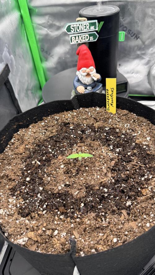 Fruit Salad. Week 1 - BlackBerry Moonrocks 