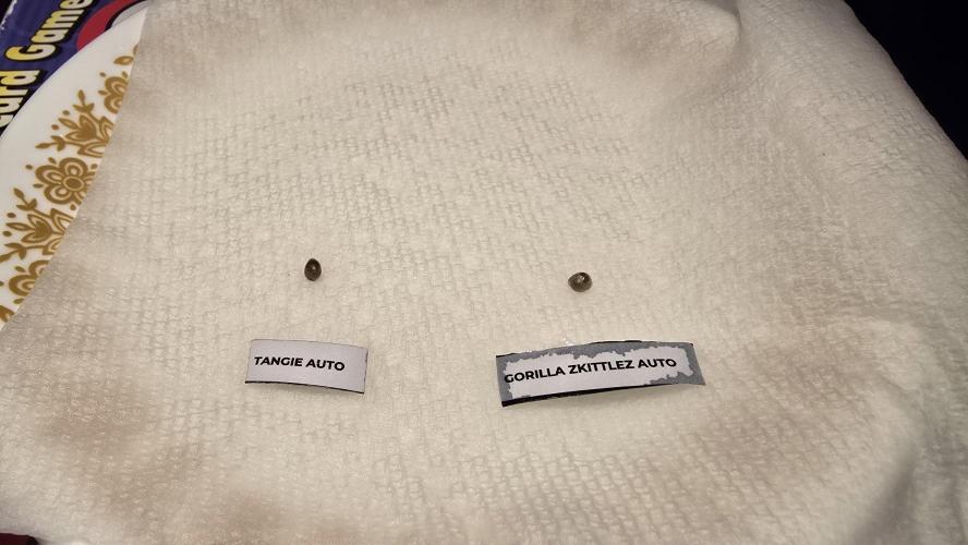 First Grow. Week 0 - Day One 