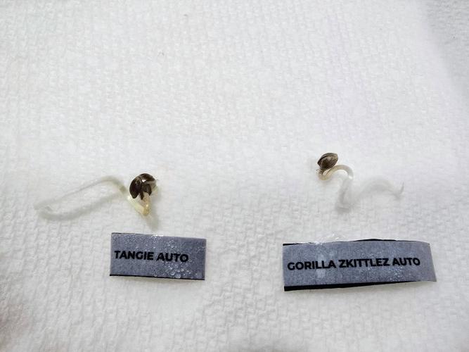 First Grow. Week 0 - Day Three 