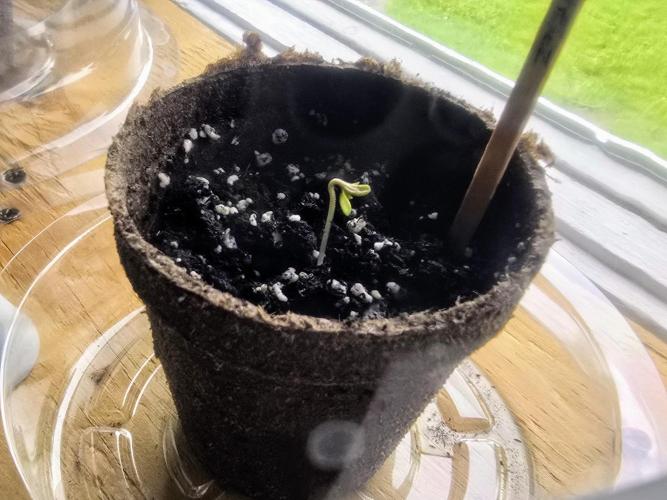 First Grow. Week 0 - Day Four - Gorilla ZkittleZ Auto 