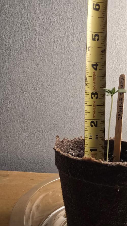 First Grow. Week 0 - Stretching? 