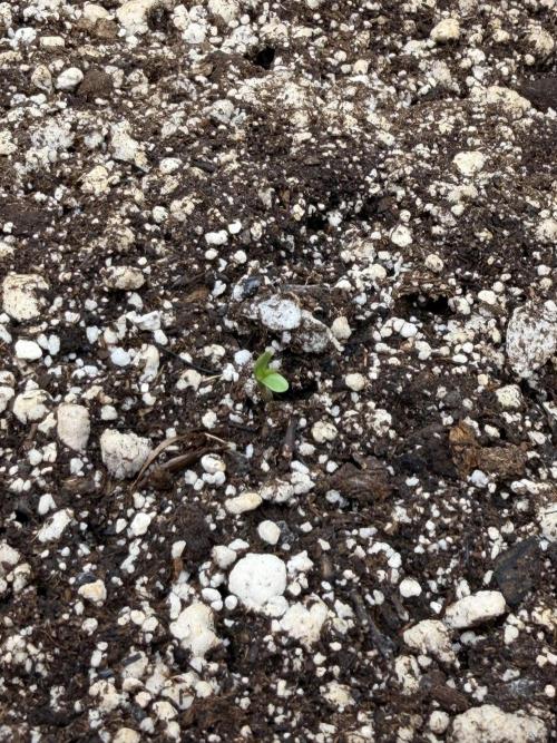 Bear Force 1 & Treble Grape - Organic. Week 0 - TG Day 1