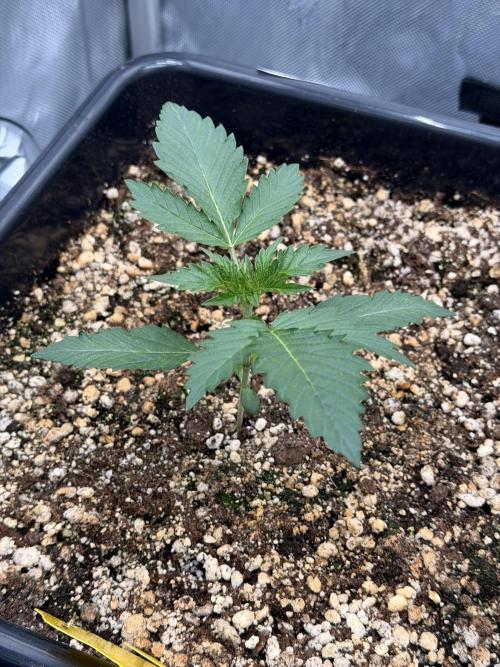 Bear Force 1 & Treble Grape - Organic. Week 2 - Bear Force 1