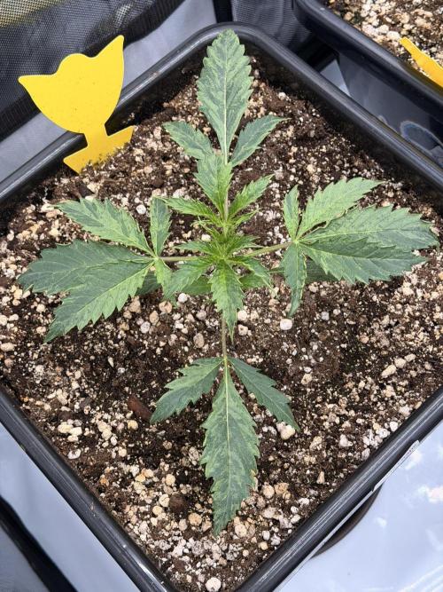 Bear Force 1 & Treble Grape - Organic. Week 2 - Treble Grape