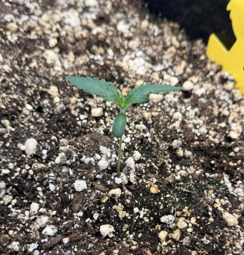 Bear Force 1 & Treble Grape - Organic. Week 1 - Bear Force 1
