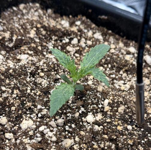 Bear Force 1 & Treble Grape - Organic. Week 1 - Treble Grape