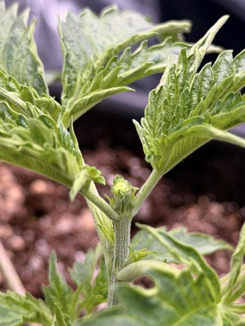 Bear Force 1 & Treble Grape - Organic. Week 3 - Treble Grape fimmed