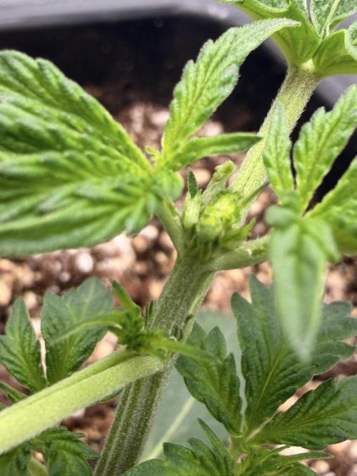 Bear Force 1 & Treble Grape - Organic. Week 3 - Bear Force 1 Fimmed
