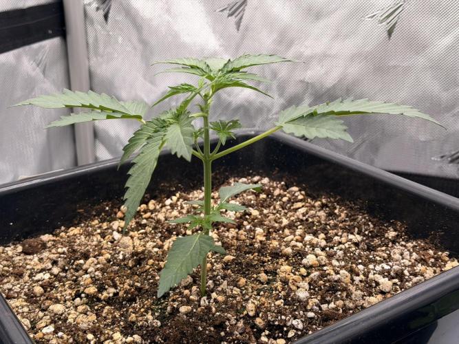 Bear Force 1 & Treble Grape - Organic. Week 3 - Bear Force 1