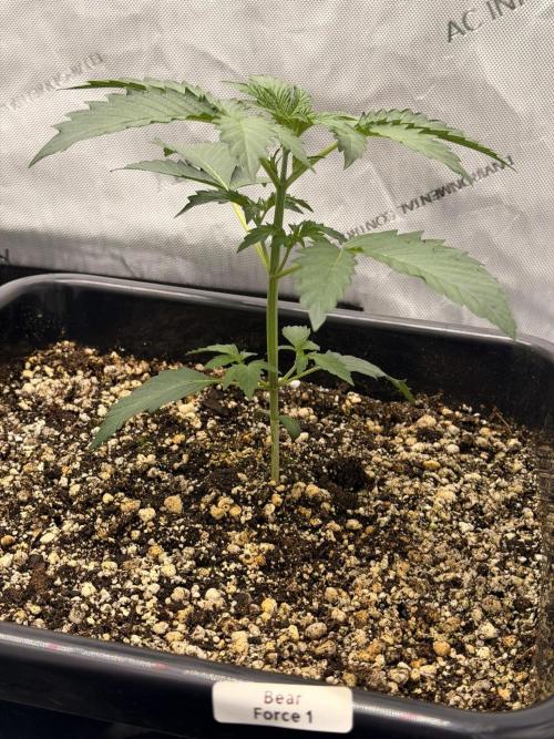 Bear Force 1 & Treble Grape - Organic. Week 3 - Bear Force 1
