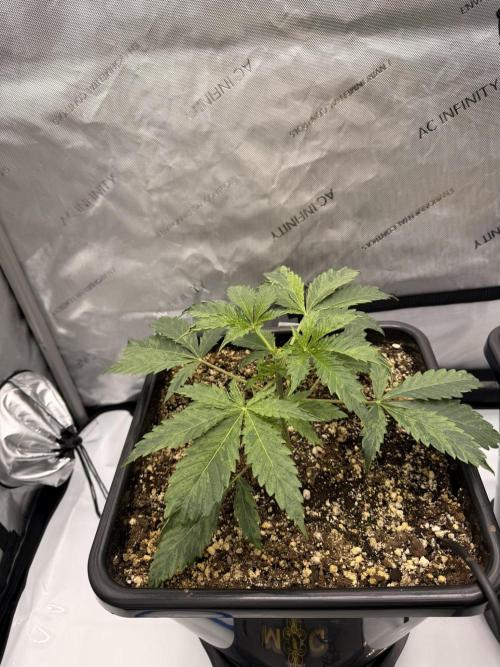 Bear Force 1 & Treble Grape - Organic. Week 3 - Treble Grape