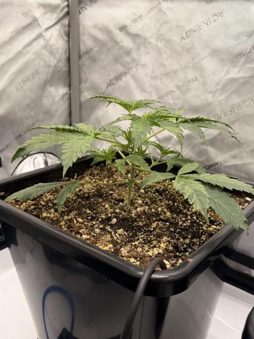 Bear Force 1 & Treble Grape - Organic. Week 3 - Treble Grape