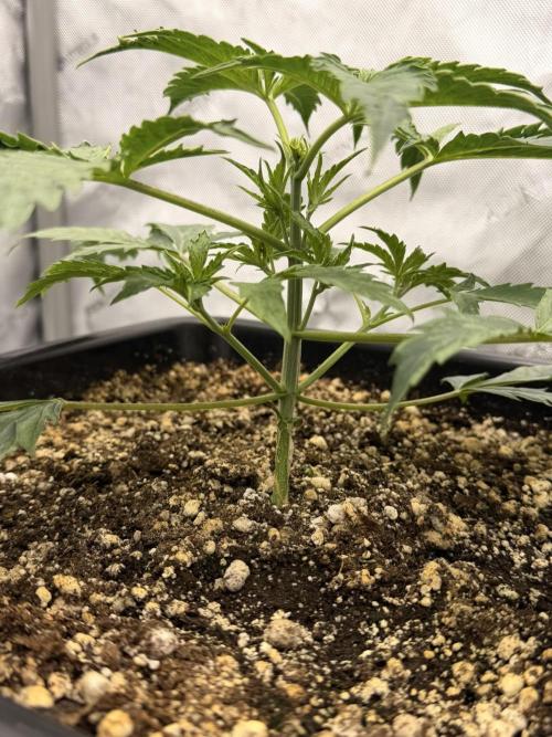Bear Force 1 & Treble Grape - Organic. Week 3 - Treble Grape
