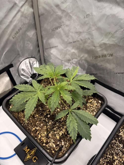 Bear Force 1 & Treble Grape - Organic. Week 3 - Treble Grape