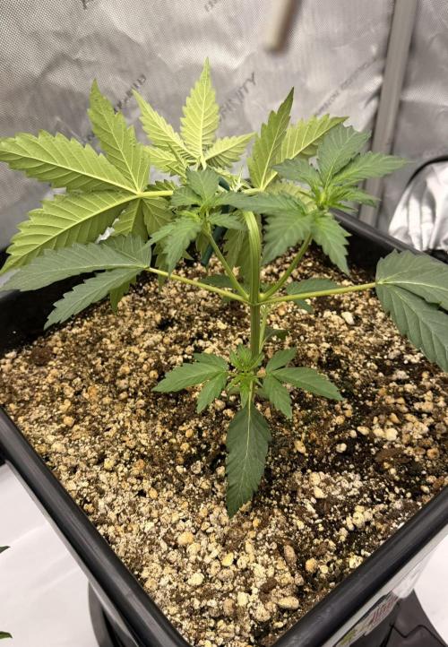 Bear Force 1 & Treble Grape - Organic. Week 3 - Bear Force 1 bending over its very been stalky