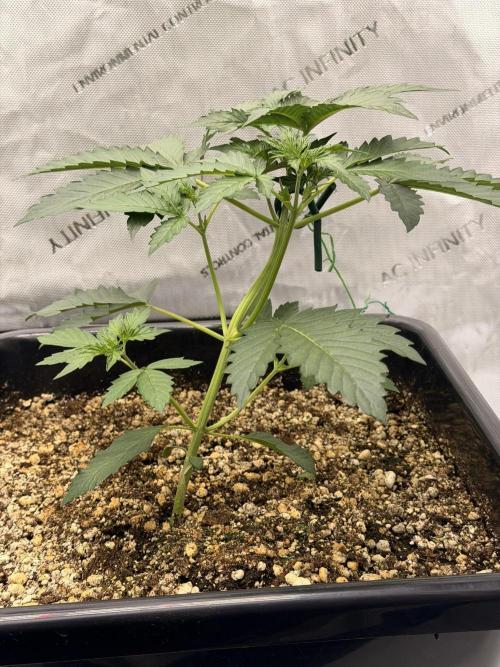 Bear Force 1 & Treble Grape - Organic. Week 3 - Bear Force 1