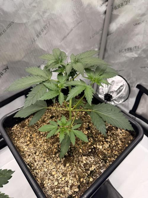 Bear Force 1 & Treble Grape - Organic. Week 3 - Bear Force 1