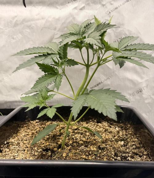 Bear Force 1 & Treble Grape - Organic. Week 3 - bf1 released from the bondage